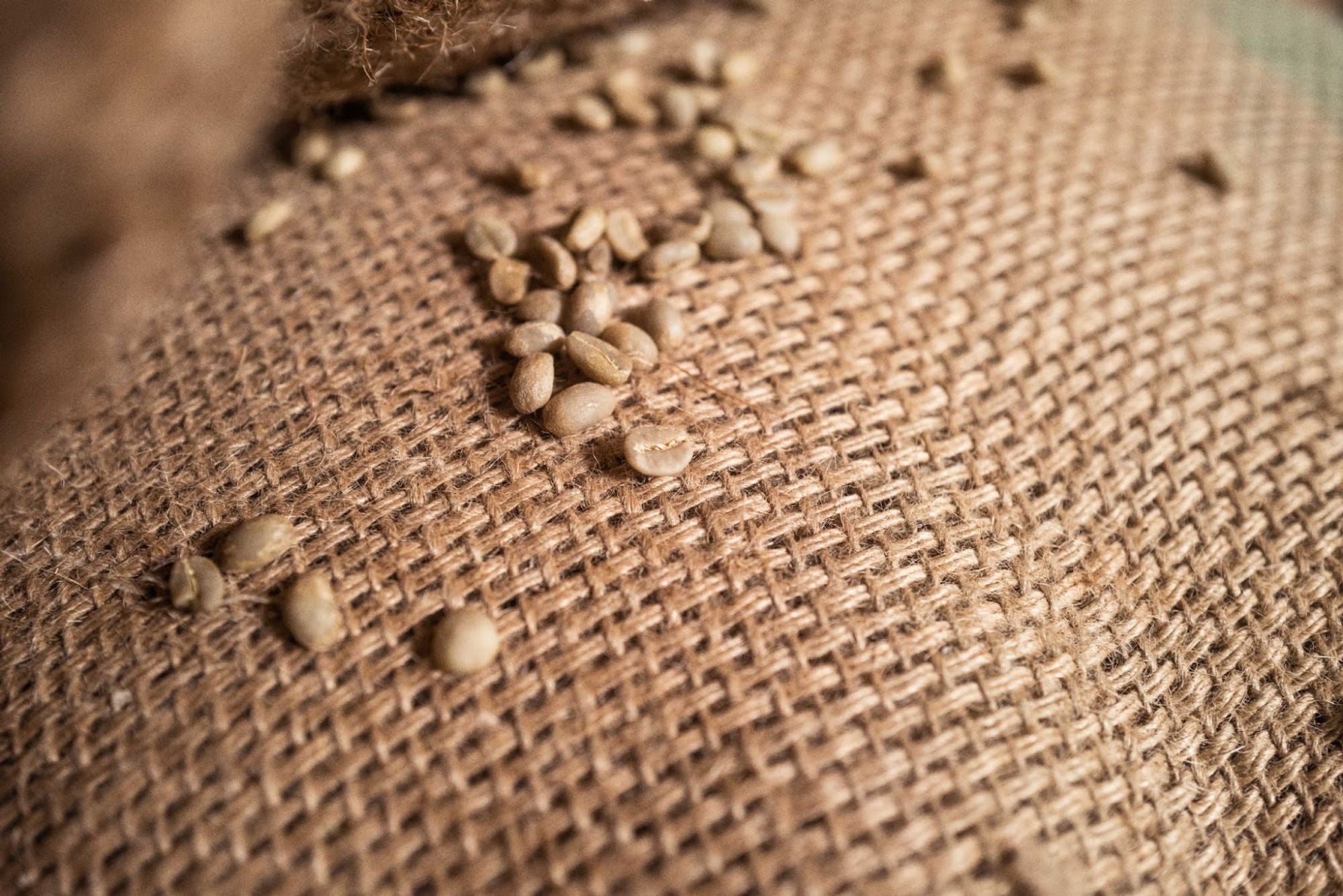 Rohkaffeebohnen auf Jute – Grundlage für handgebrühten Kaffee