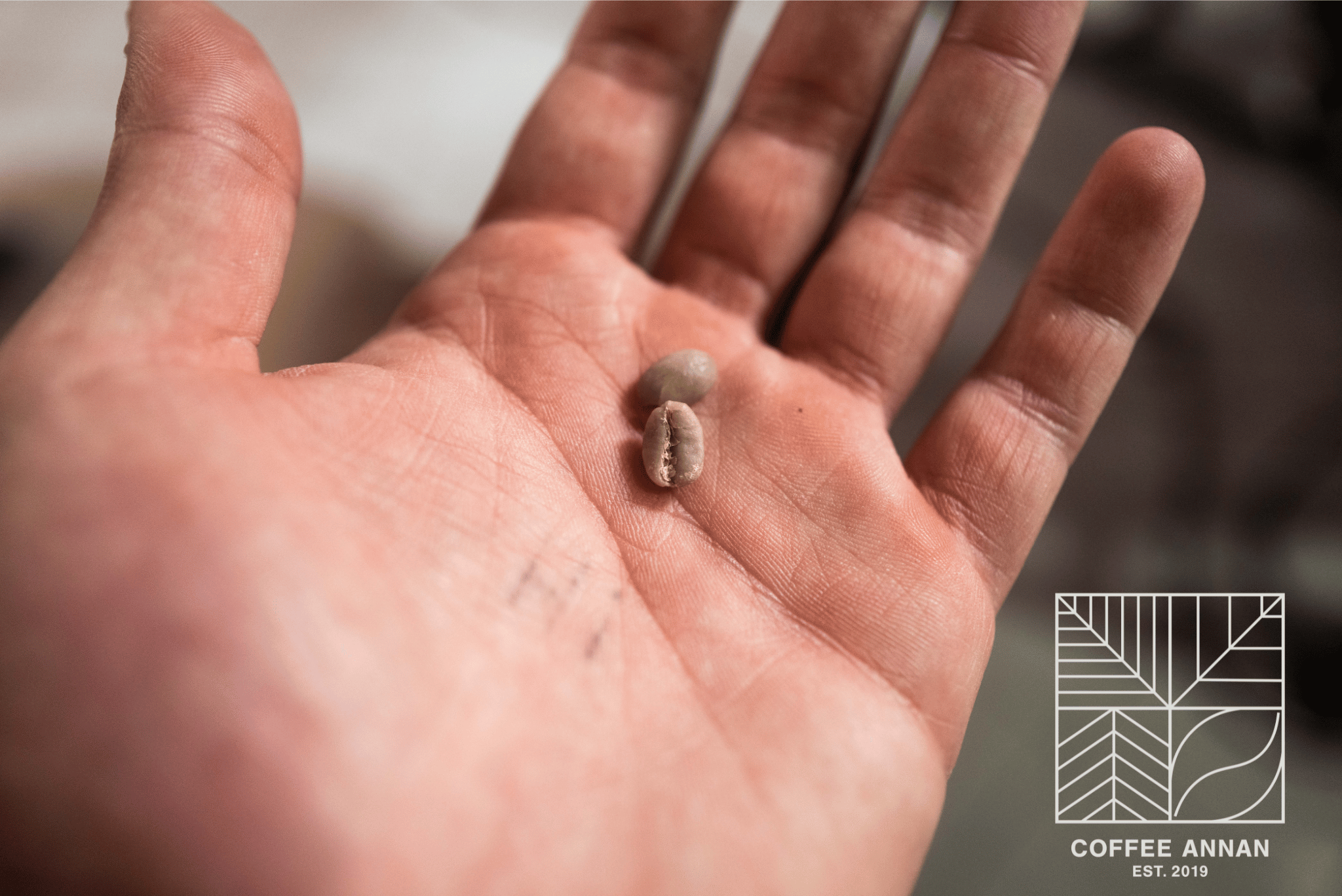 Kaffeebohne in der Hand – Symbol für Kaffeequalität