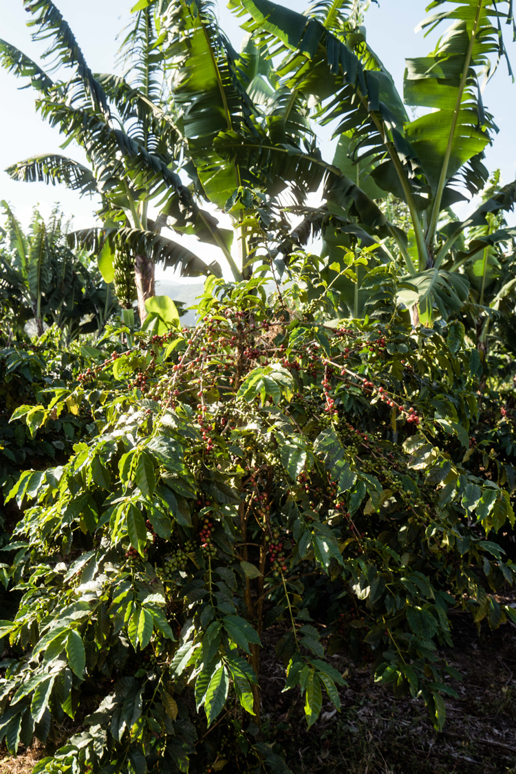 COFFEE ORIGINS