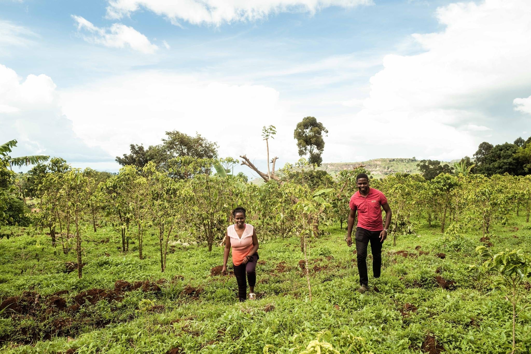 coffee annan uganda farm
