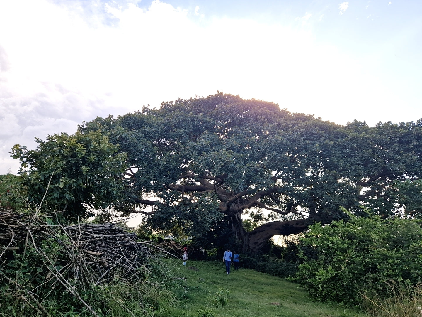 big tree farm coffee annan