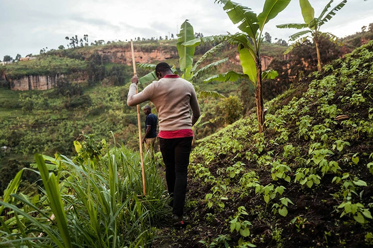 kaffee anbau afrike nachhaltig sozial 