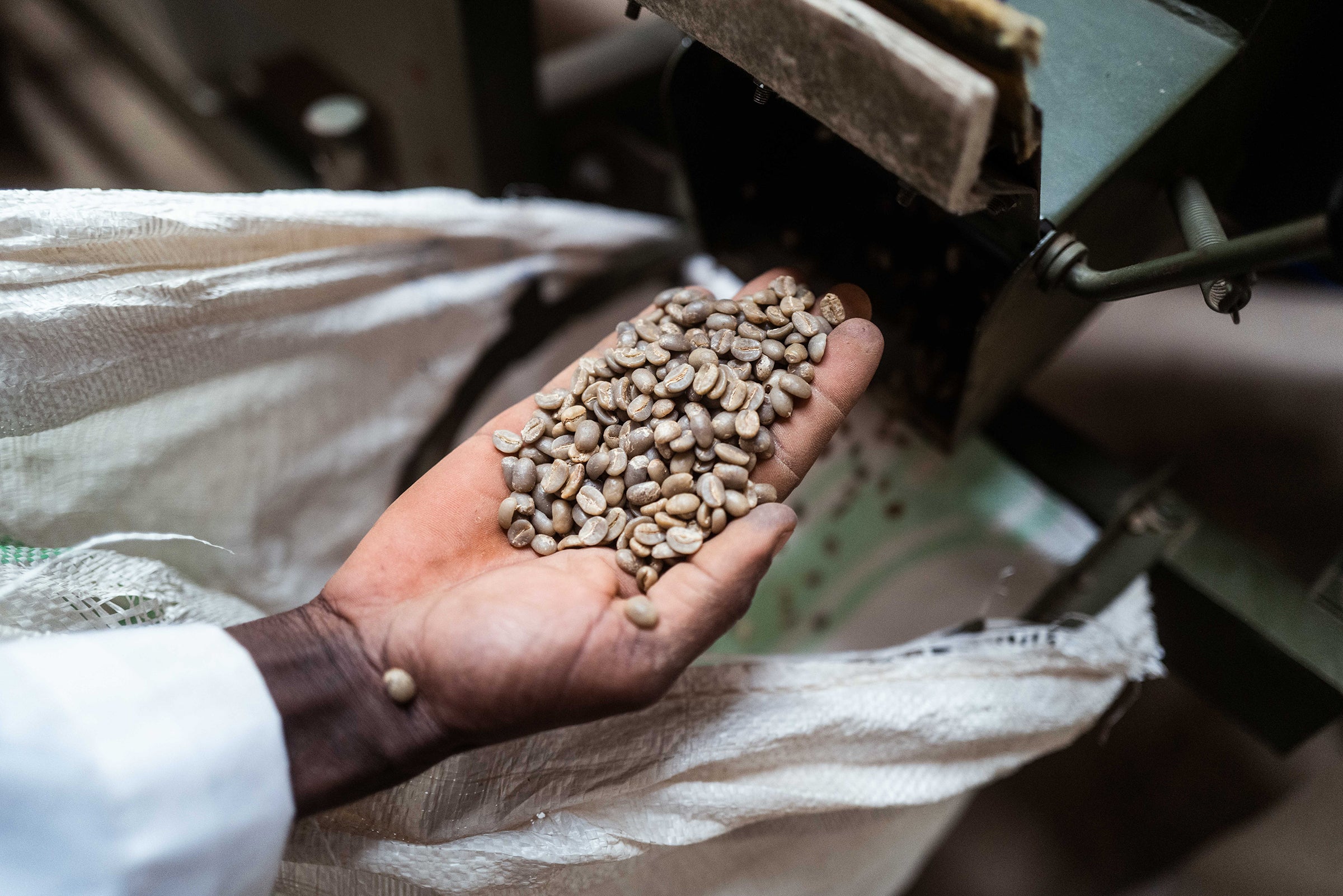 Rohe Kaffeebohnen auf Hand