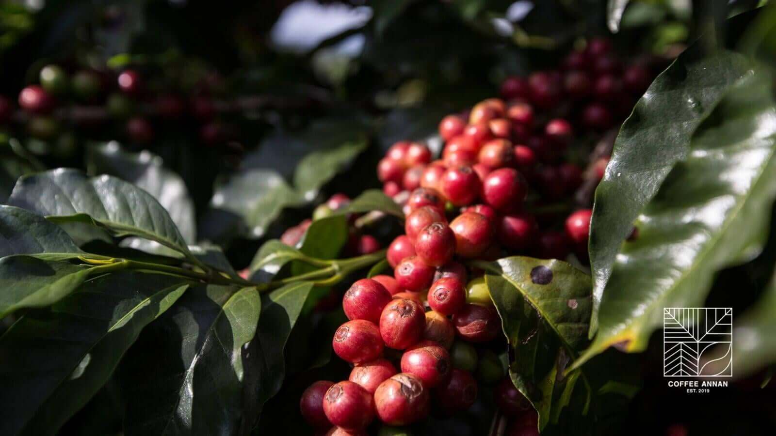 Zukunft und Potenzial von Specialty Coffee