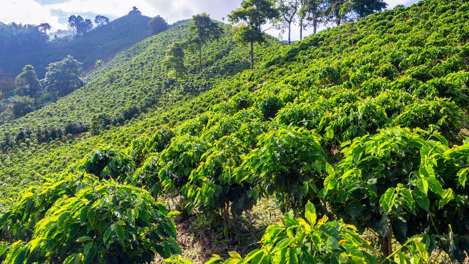 Nachhaltiger Kaffee: Ein komplexes und vielschichtiges Thema