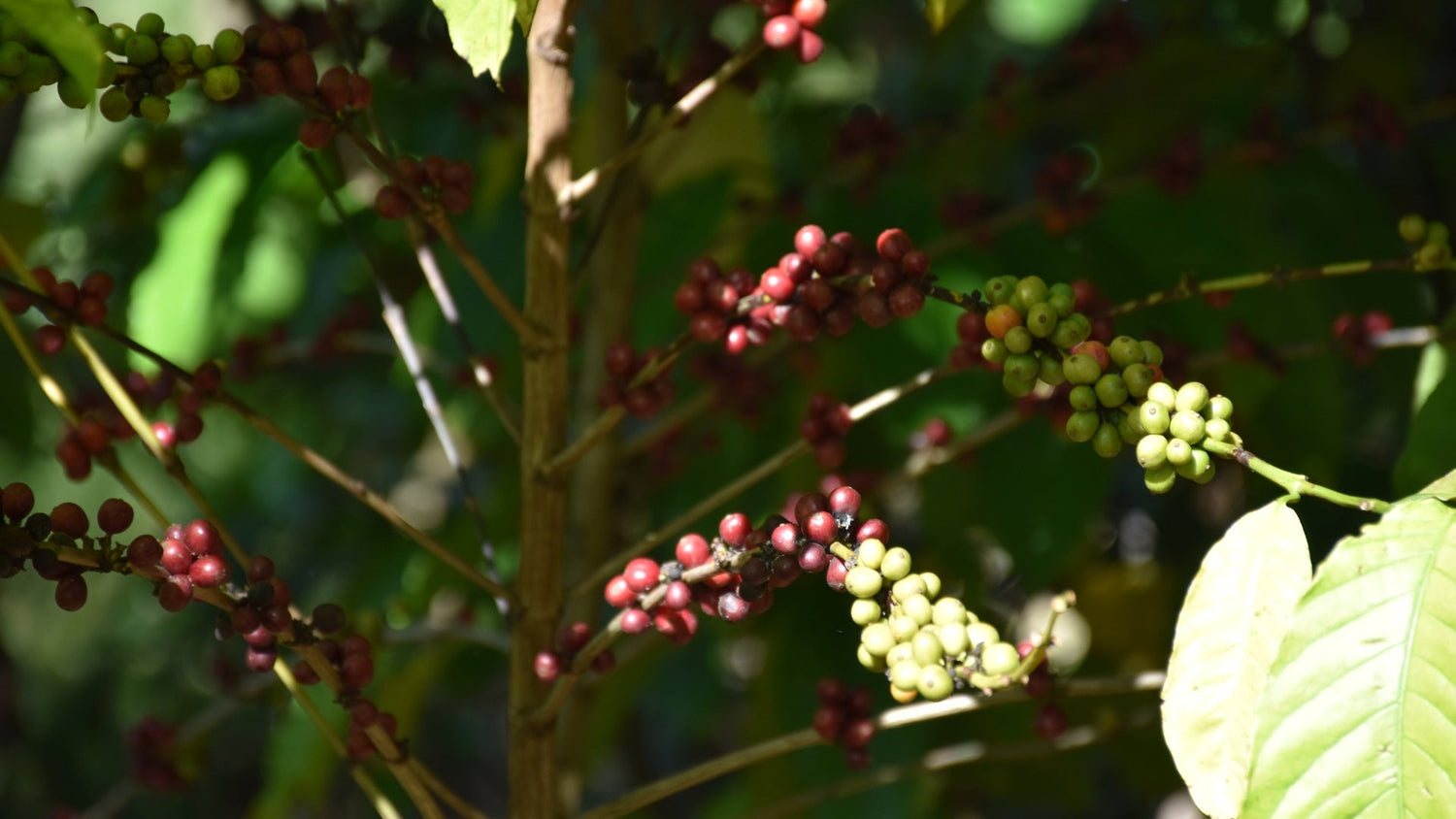 Kaffeepflanze mit unreifen und reifen Kaffeekirschen an einem Zweig im Sonnenlicht