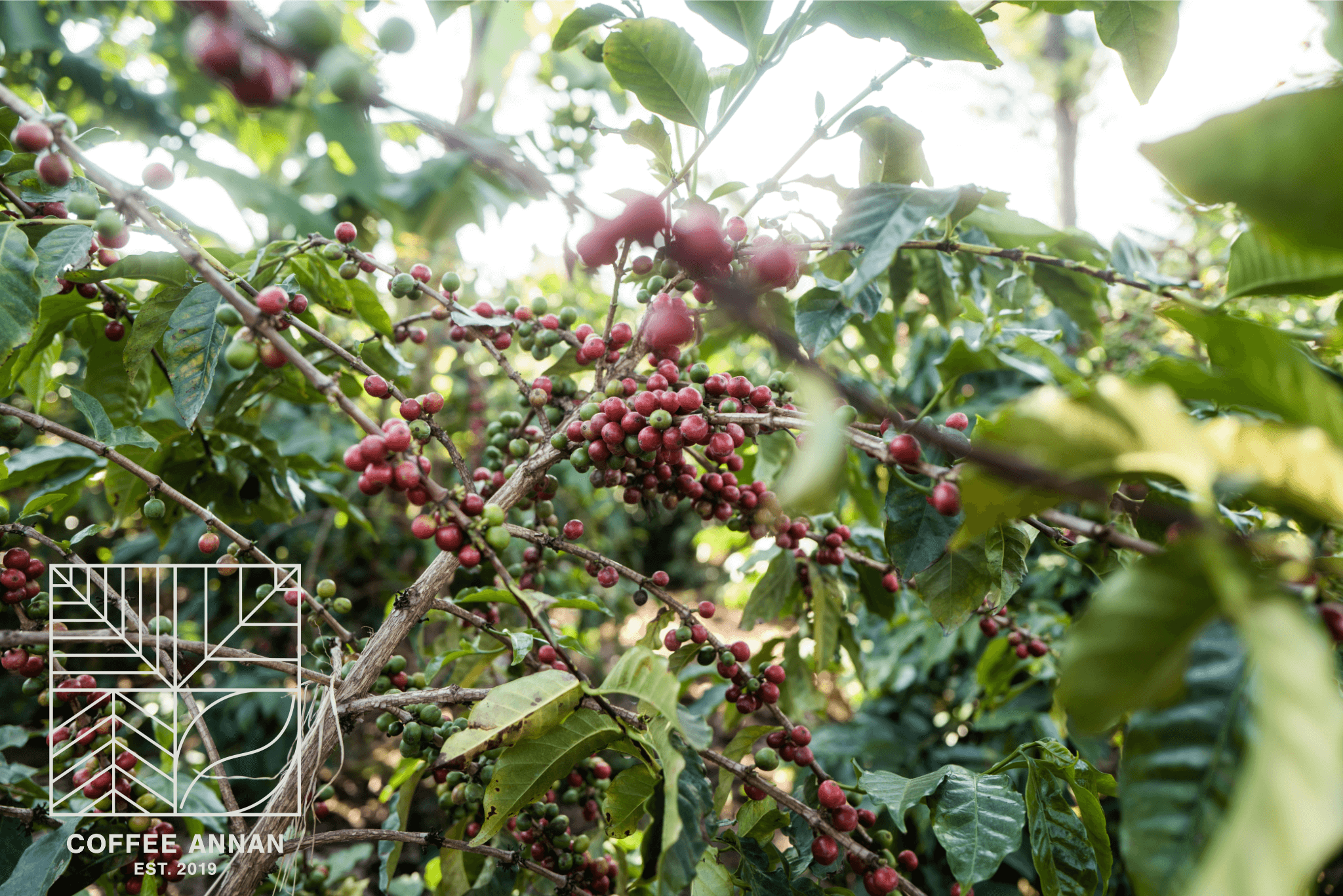 Reife Kaffeekirschen an einem Strauch im Sonnenlicht